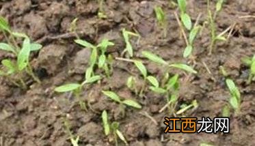 香菜种植时间和方法，香菜什么时间种植