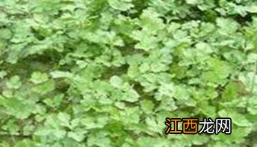 香菜种植时间和方法，香菜什么时间种植