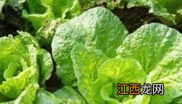 早熟大白菜优良品种 早熟的大白菜栽培品种有哪些