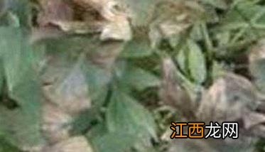 香菜灰霉病如何防治 香菜灰霉病如何防治视频