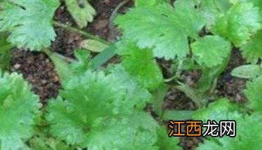 香菜灰霉病如何防治 香菜灰霉病如何防治视频