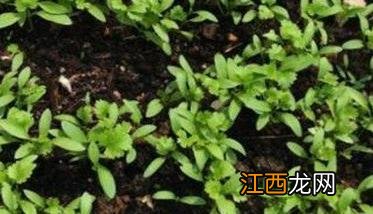 香菜要高产的关键方法是什么 这样种香菜正确