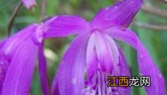 白芨的生长特点 白芨的生长习性和产地分布