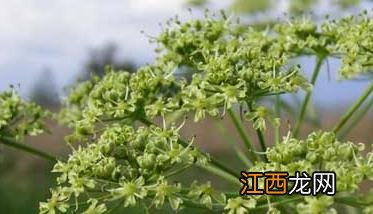 白芷种植时间是什么时候 白芷几月份种植