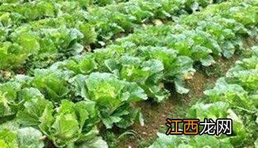 大白菜浇水时间如何掌握 大白菜浇水不怕一遍晚就怕二遍懒