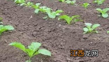 大白菜浇水时间如何掌握 大白菜浇水不怕一遍晚就怕二遍懒