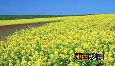 油菜田用什么除草剂 油菜田应该怎么除草？