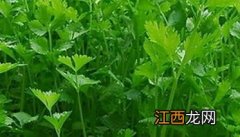 香菜怎么种植技术 香菜的种植方法技巧