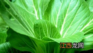 青菜的营养价值和功效与作用百度百科 青菜的营养价值和功效