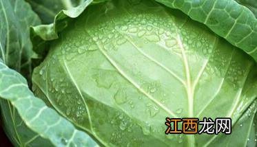 卷心菜的营养价值 卷心菜的营养价值是什么