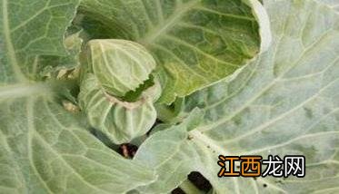 西兰花菌核病防治 甘蓝菌核病如何防治