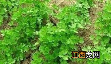 香菜菌核病发病条件是什么 香菜菌核病发病条件是什么样的