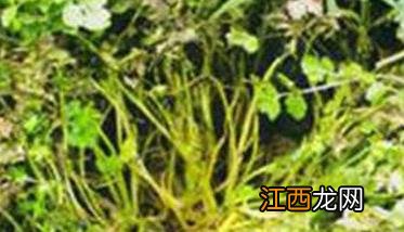 香菜菌核病发病条件是什么 香菜菌核病发病条件是什么样的