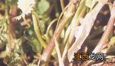 香菜菌核病发病条件是什么 香菜菌核病发病条件是什么样的