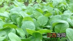 怎样种好小白菜 怎样种小白菜种子