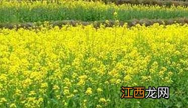 怎么种油菜 怎么种油菜种子