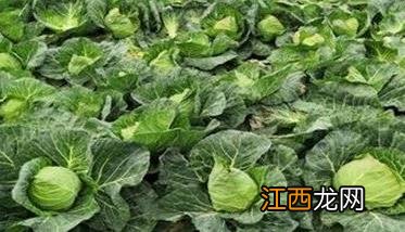 结球甘蓝栽培技术与主要步骤 结球甘蓝的生物学特性及栽培技术