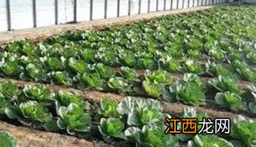 结球甘蓝栽培技术与主要步骤 结球甘蓝的生物学特性及栽培技术