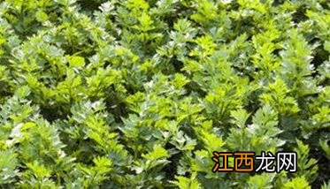 西芹种植时间是什么时候？ 西芹的种植时间