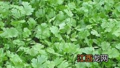 香菜苗后专用除草剂 香菜除草使用什么除草剂