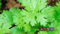 芫荽种植技术与管理方法 芫荽种植技术与管理方法视频