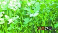 大棚香菜怎么种 大棚香菜怎么种好