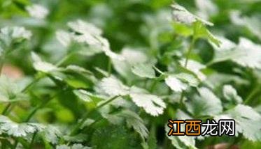 越冬香菜什么时候播种 越冬香菜什么时候播种最合适