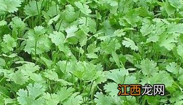 温室香菜怎么种 温室香菜怎么种植