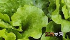 怎样种植生菜，生菜种植方法是怎样的？