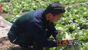 怎样种植生菜，生菜种植方法是怎样的？