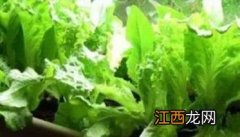 生菜怎么种 生菜怎么种才能出得好