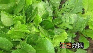 生菜怎么种 生菜怎么种才能出得好