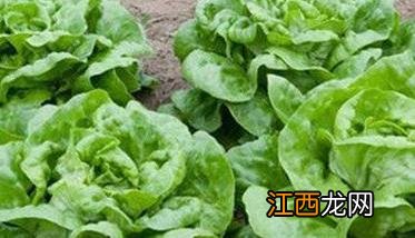 生菜种植时间和生长期 生菜种植周期及其两种植生长方式