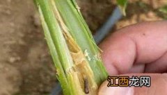 生姜种植如何防治姜蓟马 生姜种植如何防治姜蓟马病