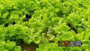 生菜种植技术和时间方法 生菜种植时间和方法简介