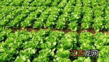 生菜种植技术和时间方法 生菜种植时间和方法简介