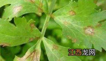 怎样防治西芹早疫病？ 芹菜晚疫病