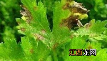 怎样防治西芹早疫病？ 芹菜晚疫病