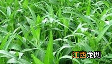 蕹菜白锈病的防治要点 白菜的白锈病的防治