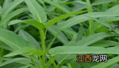 啫啫菜的特点 蕹菜是什么菜，有何特征？