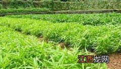 空心菜种植时间和方法 水培空心菜种植时间和方法