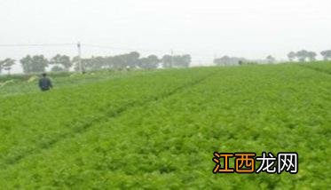 西芹定植后怎么管理 西芹定植到采收需要多长时间