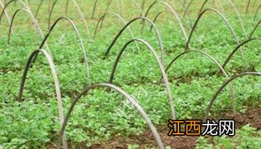 西芹定植后怎么管理 西芹定植到采收需要多长时间