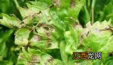 芹菜病毒病的发病规律 芹菜病毒病的发病规律是