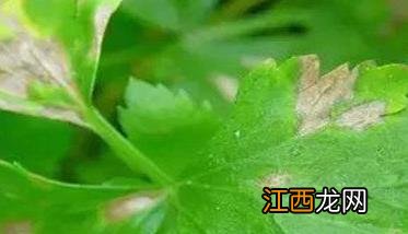 芹菜早疫病危害症状有哪些 芹菜早疫病的防治方法