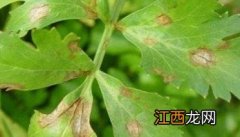 芹菜早疫病危害症状有哪些 芹菜早疫病的防治方法