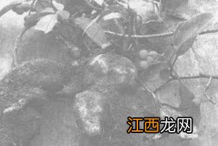 当归何首乌的功效与作用及食用方法 何首乌的功效与作用及食用方法