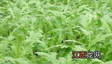 大棚种植茼蒿怎么控制温度 大棚茼蒿冬天怎么种植