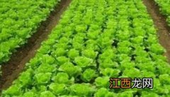 生菜种植温度如何掌握好 生菜种植温度如何掌握