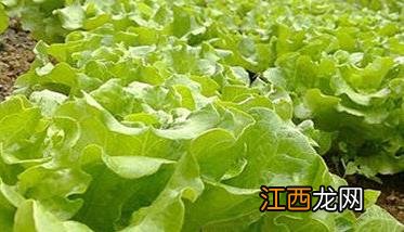 生菜种植时间是什么时候 生菜种植时间是什么时候的